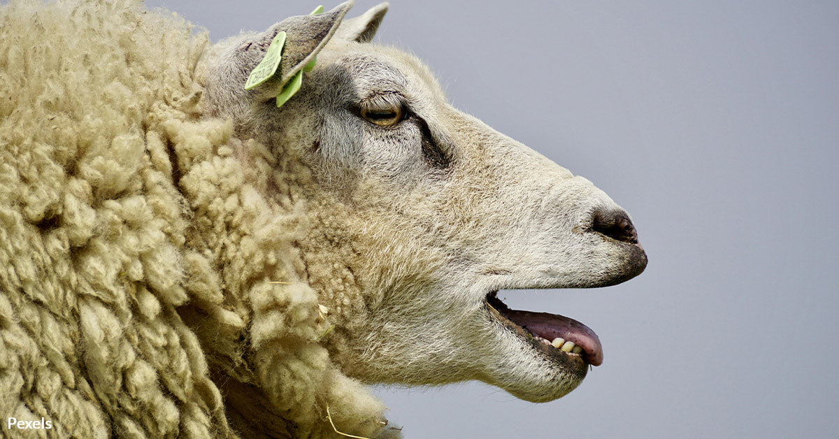 Endangered Sheep Smuggled and Cloned in Montana Trophy Hunting Scheme ...