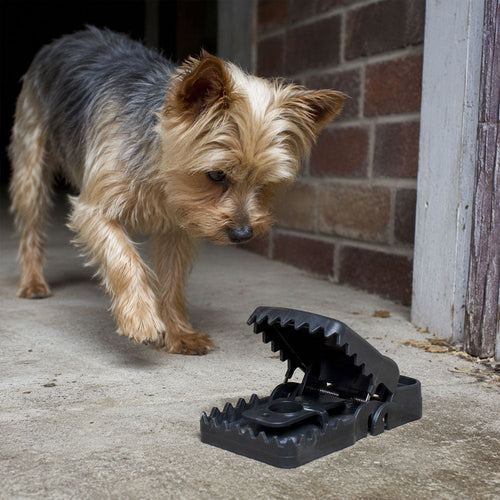 Protect Pets And Wildlife From Agonizing Death in Heavy-Duty Rat Traps