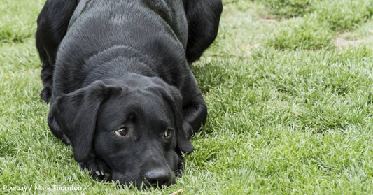 Dog That Had Been Chained in the Cold and Starved for Two Years Finds Happier Ending