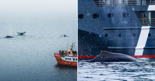 On the left, tourists on an orange boat watch humpback whales breach nearby; on the right, a humpback whale surfaces beside a large dark ship in snowfall.