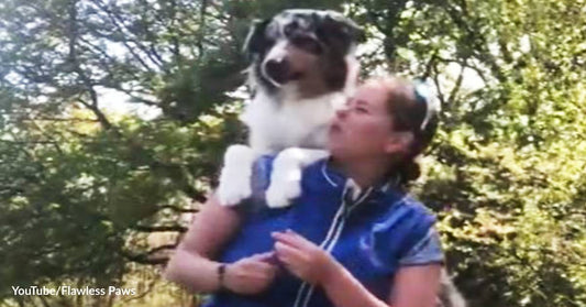 Love and 9 Other Reasons Why Dogs Are Fond of Climbing onto Their Owners' Shoulders!