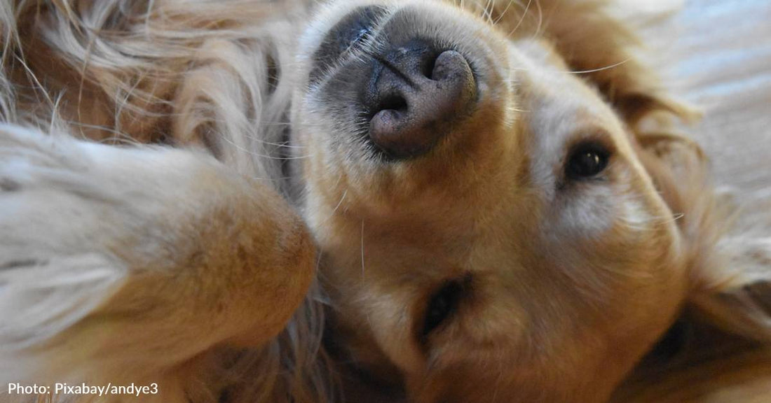 Man Shares Hilarious Reasons Why His Golden Retriever "Wouldn't Survive In The Wild"