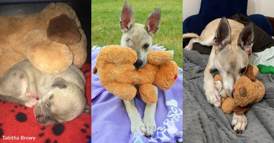 Special Needs Puppy Gets 'Snuggle Puppy' to Keep Her Company, Is Best Friends with it Years Later