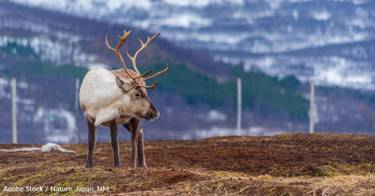 Reindeer's 'Extraordinary Visual System' Includes Seasonal Eye Color Change, Ability to See UV Light