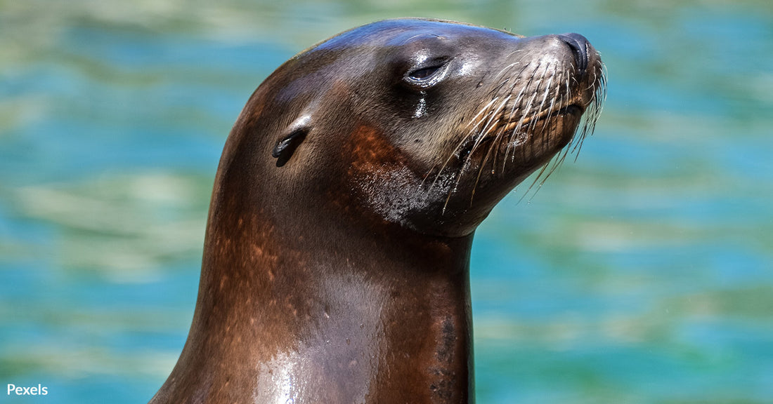 Sea Otter Attacks Are Frightening Beachgoers Along California Coastline