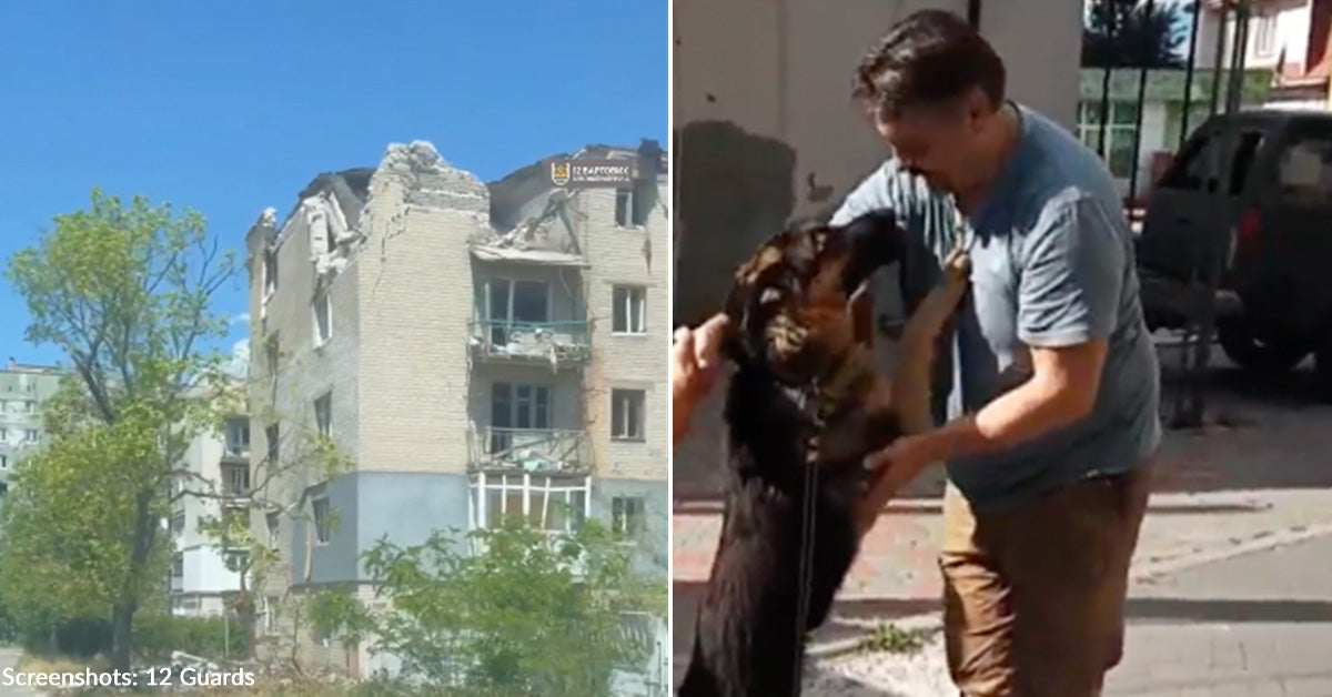 Reporter Came to Cover Rescue of Dogs from Frontlines, But Dogs Stole His Heart