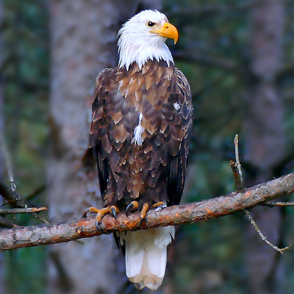 A bald eagle perches on a pine branch in a forested woodland, gazing alertly to the side.
