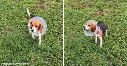 Split image of a beagle wearing a cone standing in grass, then shaking its head while still wearing the cone.