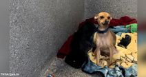 Small tan Chihuahua sitting tensely on blankets in a kennel corner.
