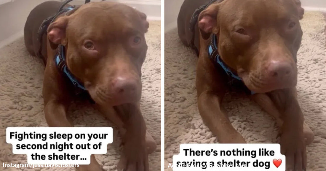 Side-by-side images show a brown pit bull lying down and fighting sleep, with overlaid text about the dog’s second night out of the shelter.