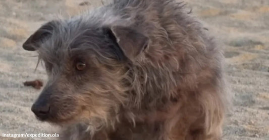 A scruffy dog sits outdoors on dirt, looking wary and slightly turned away from the camera.