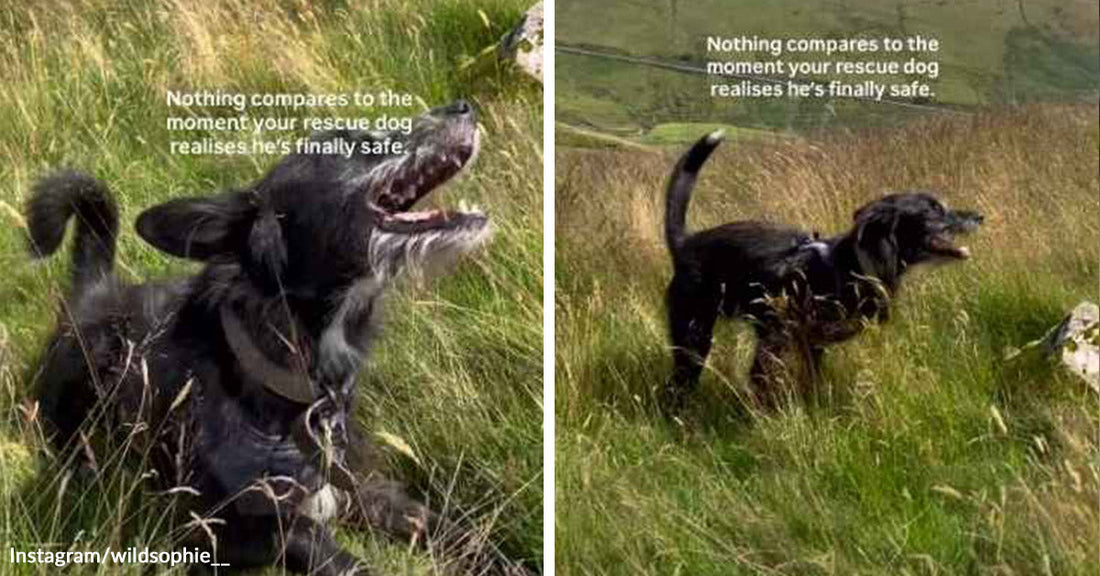 Split image of a black rescue dog barking joyfully in tall grass, then running through the field with text about realizing it is finally safe.