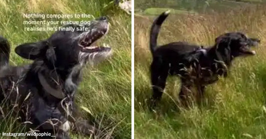 A black rescue dog runs through tall grass with joyful energy, with text saying nothing compares to the moment a rescue dog realizes he is finally safe.