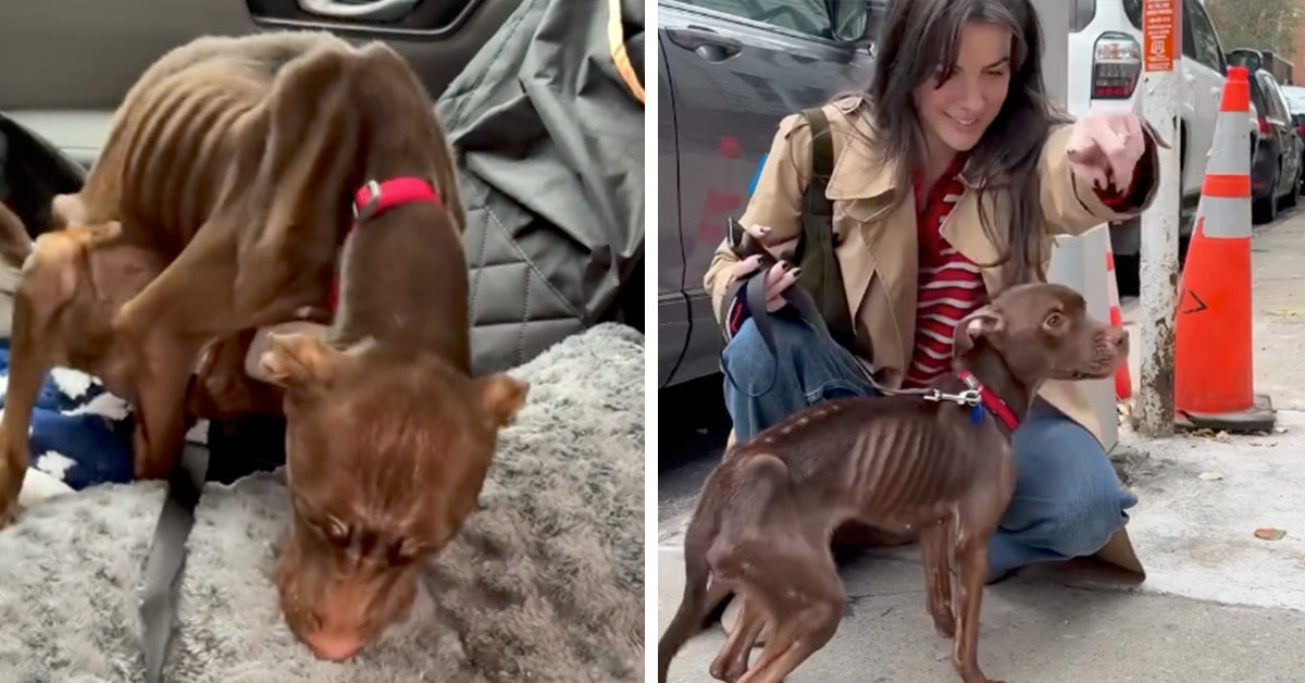 Starved Shelter Dog Finds Love After A Life That Nearly Broke Her | The ...
