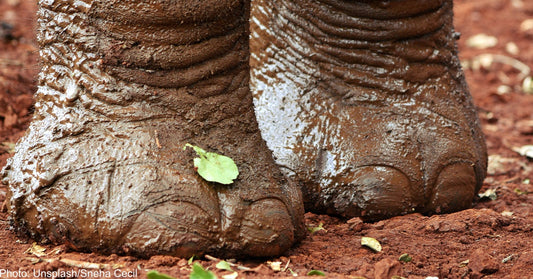 Rescue Elephants Receive Weekly Pedicures At Tennessee Sanctuary