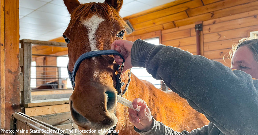 A person administers medication to a horse in a stable environment.