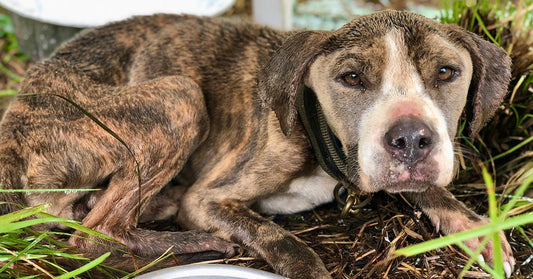 Thin brindle-and-white dog lies curled on mulch and grass, looking toward the camera.