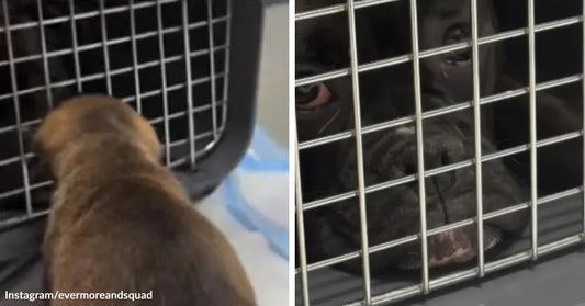 Side-by-side images of a small puppy approaching a dog inside a crate and a close-up of the dog looking out through the crate door.