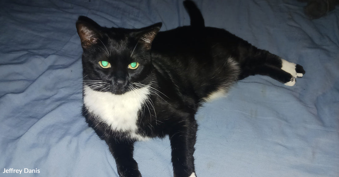 Black-and-white tuxedo cat lying on a blue blanket with green reflective eyes.
