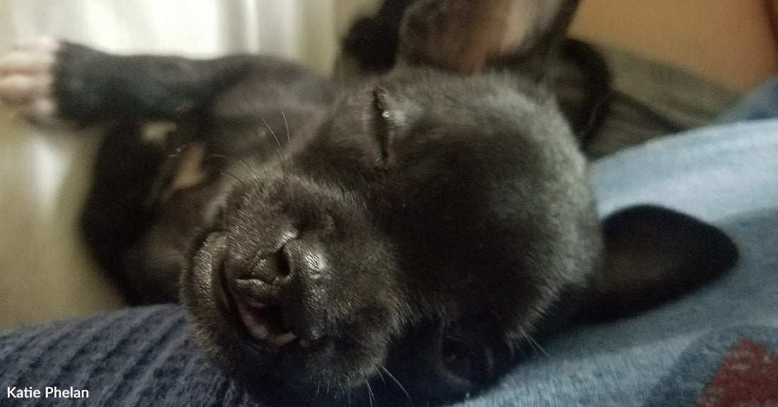 Close-up of a tiny black puppy lying on someone’s lap, eyes closed and mouth slightly open, showing a small tooth while sleeping.
