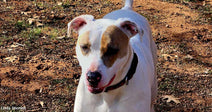White dog with a brown patch over one eye standing outdoors.