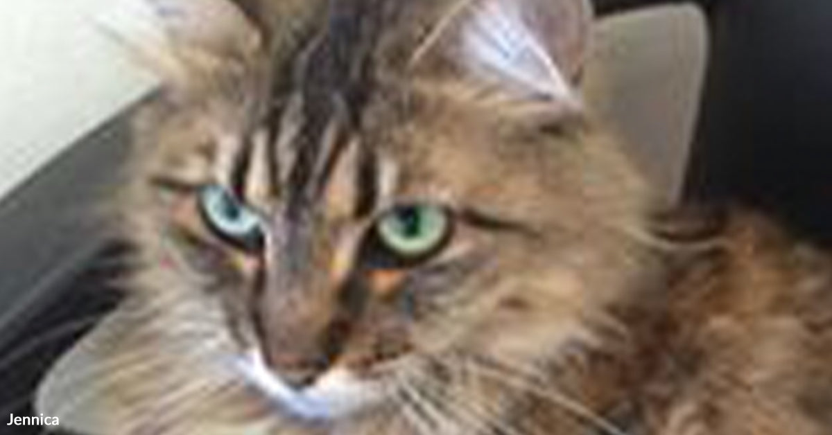 Pet Retailer Worker Kinds Bond With Older Cat And Brings Her Dwelling Pet Retailer Worker Kinds Bond With Older Cat And Brings Her Dwelling