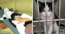 Split image showing a relaxed black-and-white cat lying across a person’s lap on the left and the same cat inside a shelter cage on the right.