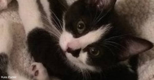 Four-Pound Stray Surprises Foster By Giving Birth to Four Kittens