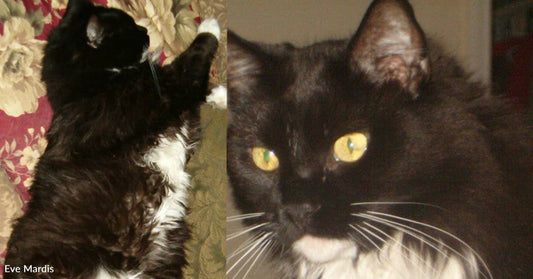 Kitten with Burned Whiskers and Damaged Leg Found in Dumpster