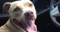 Close-up of a tan pit bull mix sitting in a car, panting happily with its tongue out.