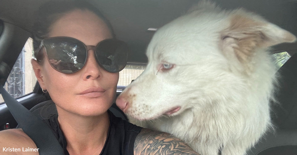 This Border Collie Was Labeled Too Damaged Till Somebody Realized His Language This Border Collie Was Labeled Too Damaged Till Somebody Realized His Language