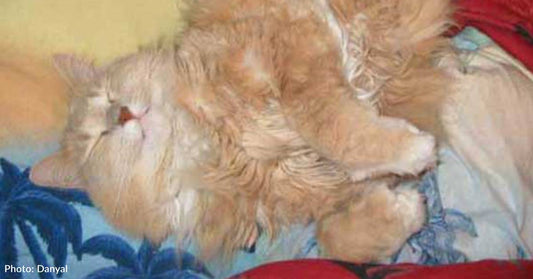 Cat Saves His Human's Life After She Falls Asleep in Bathtub