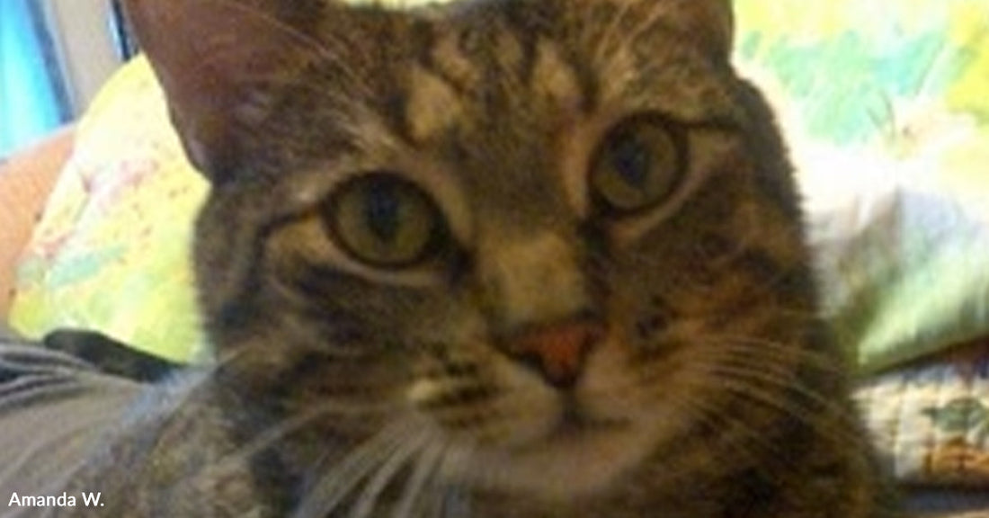 A small tabby kitten looks up with wide, curious eyes.