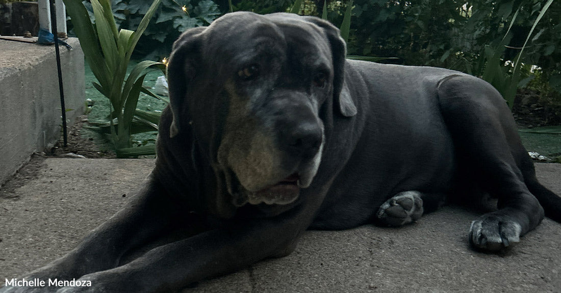 Gray dog wearing a pink leash sits on pavement beside a parked car, facing a bright sunset.