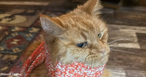 Orange cat wearing a knitted scarf sitting indoors on a wooden floor.