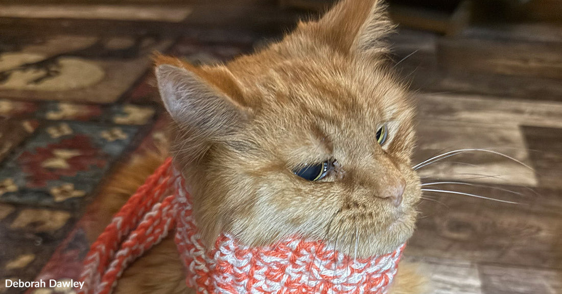Orange cat wearing a knitted scarf sitting indoors on a wooden floor.