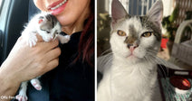 Split image of a woman holding a very small white-and-gray kitten in a car next to a close-up of the cat as an adult.