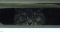 A tabby cat peers through a narrow gap in horizontal window blinds, its wide eyes and face visible in the dim light.