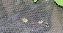 A window screen with two small holes is partially covered by a green leaf from outside.