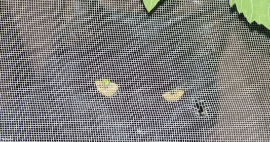 A window screen with two small holes is partially covered by a green leaf from outside.