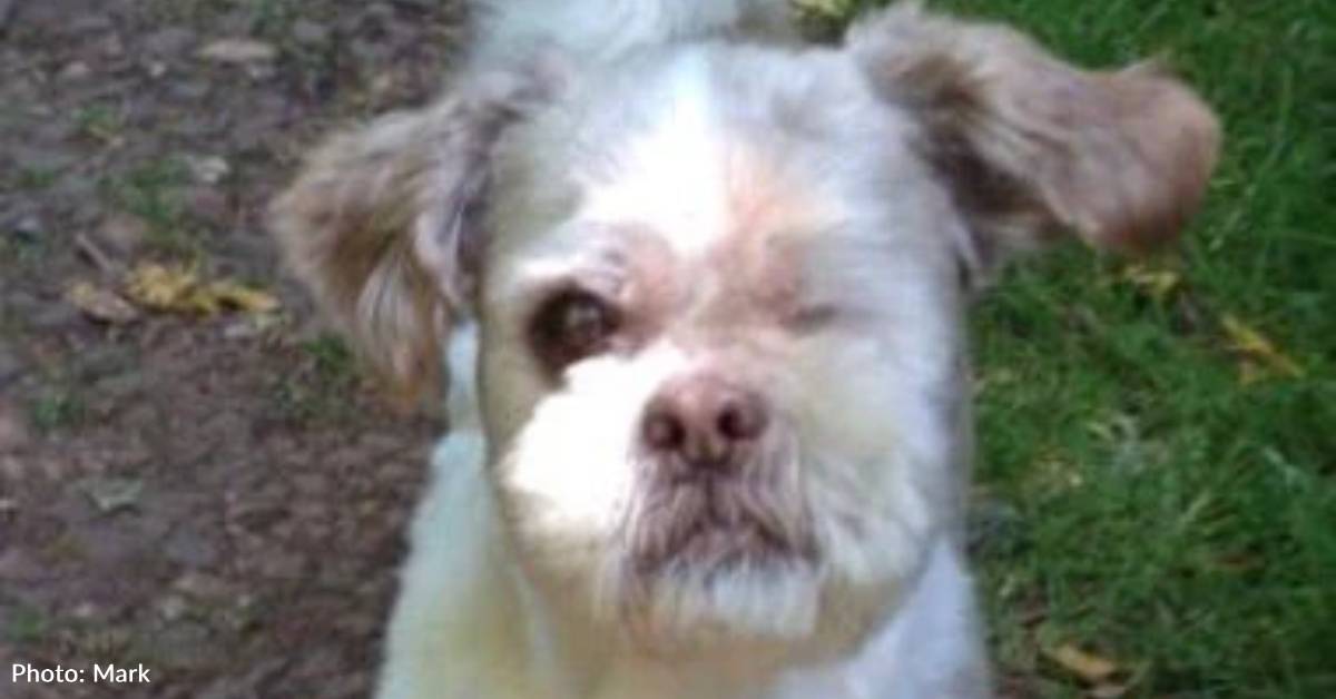 Man Agrees to Watch Blind Canine, Whose House owners By no means Return Man Agrees to Watch Blind Canine, Whose House owners By no means Return