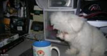 A small white fluffy dog sniffs at a ceramic mug on a cluttered desk beside computer equipment.