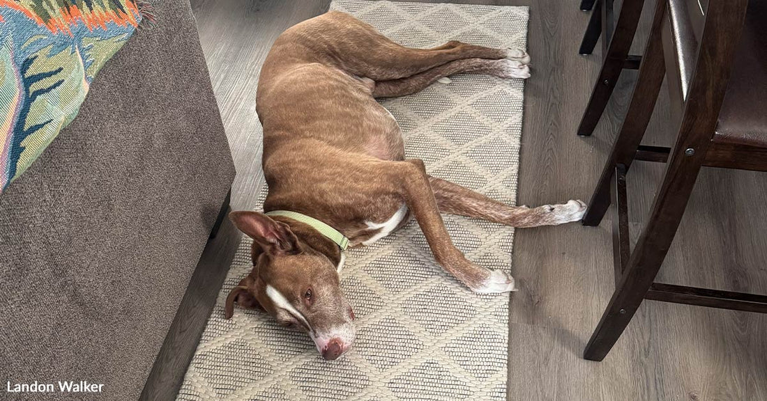 Brown-and-white dog stretched out asleep on a narrow rug between a couch and dining chairs inside a home.
