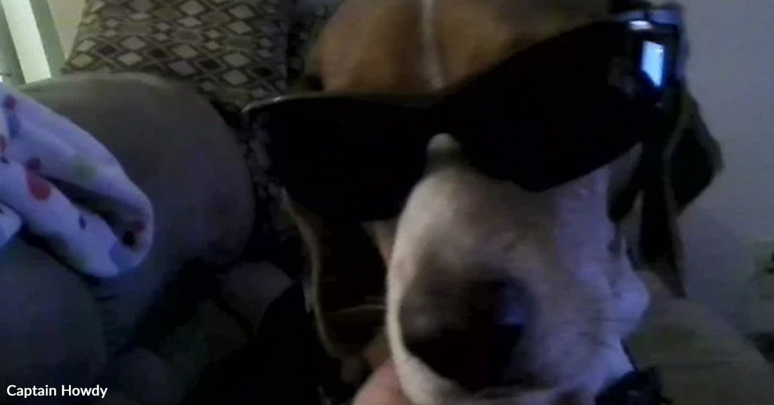 Close-up of a dog indoors wearing oversized dark sunglasses, with part of a couch visible in the background.