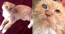 On the left, an orange tabby cat with heterochromia lies on a burgundy blanket; on the right, a close-up of the same cat's mismatched eyes and fluffy face.