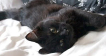 A black cat lies on its back on white bedding, looking up at the camera with bright eyes.