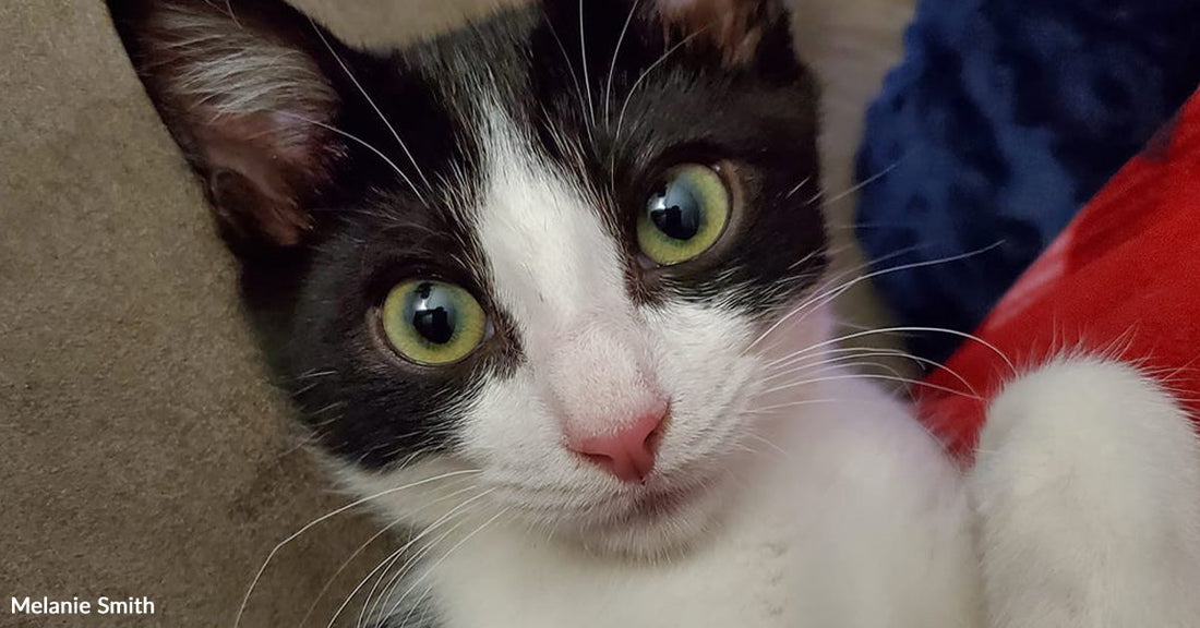Close-up of the same black-and-white cat with wide green eyes resting on a couch, watermark reads Melanie Smith.