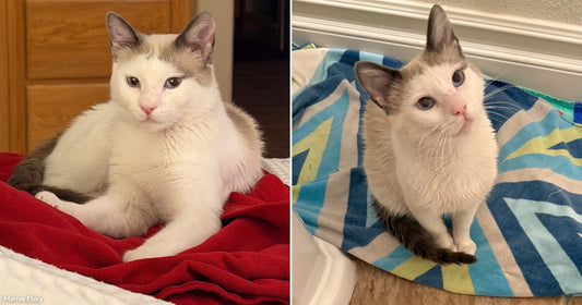 On the left, a fluffy white and gray cat sits on a tile floor looking disheveled; on the right, the same cat sits neatly on a red blanket on a.
