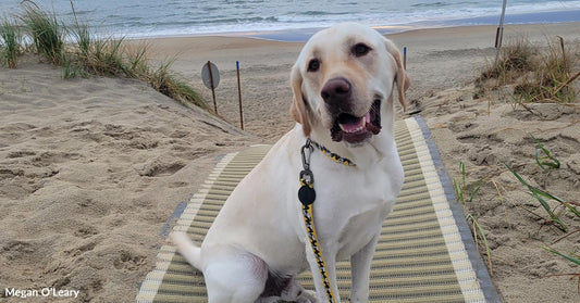 A yellow Labrador sits on a mat in the sand with the ocean and colorful sunset sky in the background.