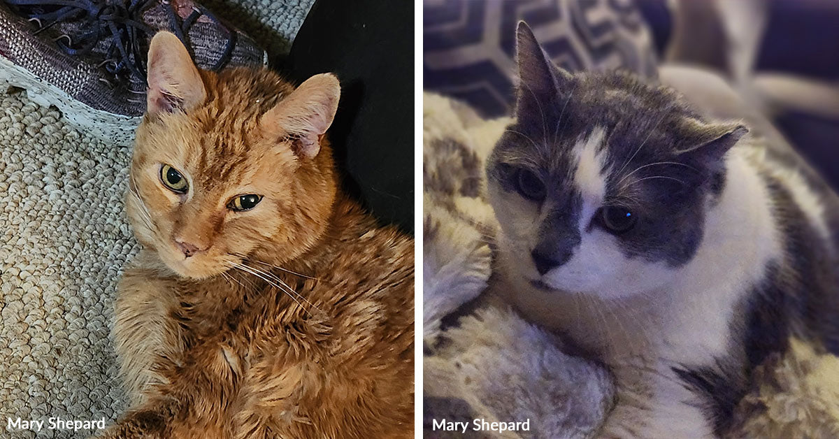 Deserted Area Kitten Grows Into Sixteen Years Of Love Deserted Area Kitten Grows Into Sixteen Years Of Love